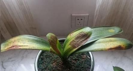 往君子兰花盆里丢一点这个，叶子又绿又亮，一年开花两次