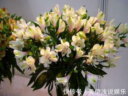 花瓣带有七彩斑纹,百合花的“亲戚”,花中的潜力股