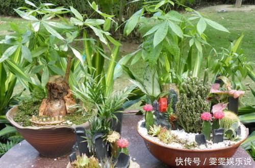 管理|盆栽发财树如何做好日常管理掌握4点,黄叶烂根也能救回来