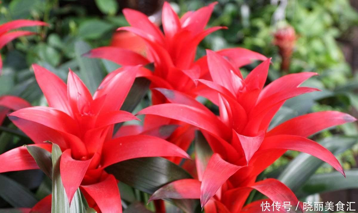  4种室内提升品位的植物，客厅摆上它，有档次