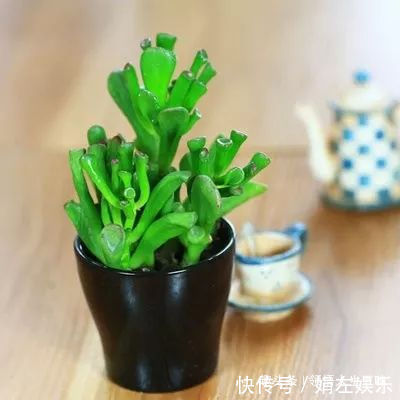 8种与“财”有关的植物,家里养几盆,招财旺宅,人人都喜欢!