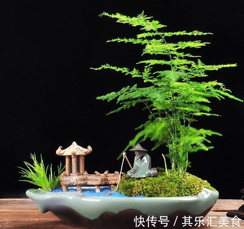 家中养“5种竹”,富贵不俗,护家祥瑞,好日子节节高升