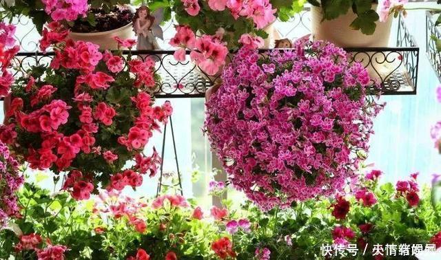 这6种漂亮花，天一热就死，夏天别再买，白花钱养不活