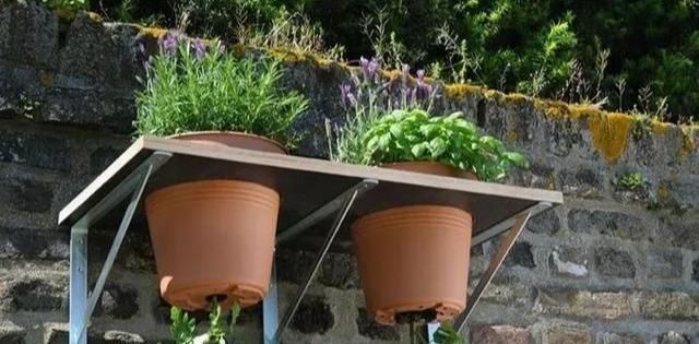 植物|没地种花种菜,没时间浇水几个塑料瓶就能解决,DIY变废为宝