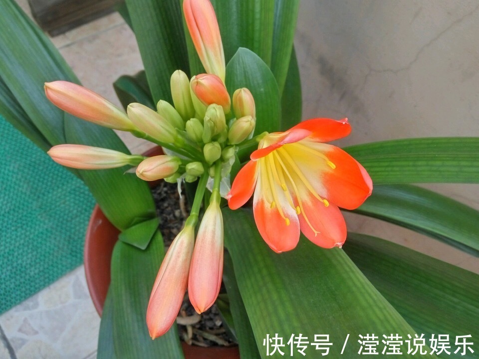 光照|养好君子兰,首先要“戒掉”3个坏习惯,要不烂根、不长、不开花