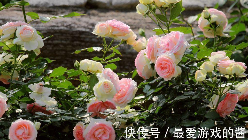 5种漂亮花，冬天爱睡觉，少水缺粮多晒晒才能长得好