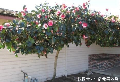 大门前种1棵茶花树，耐寒耐热好养，花色艳丽，开花喜庆富贵！