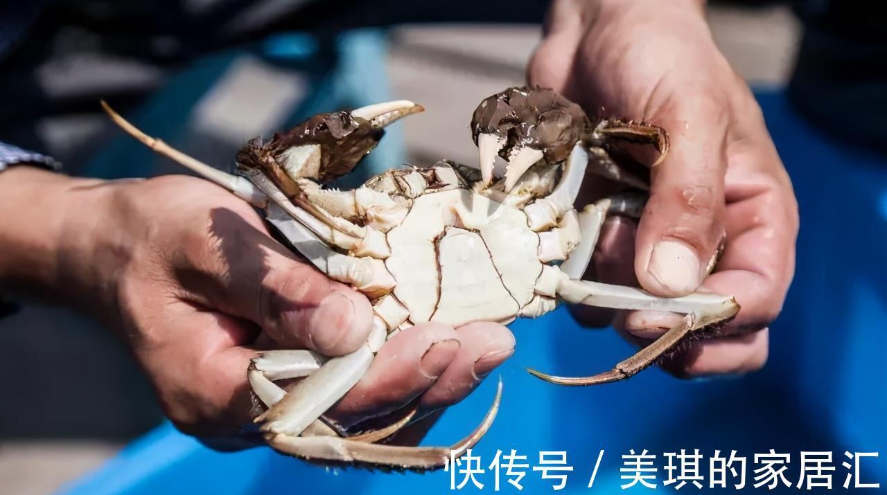 螃蟹|买螃蟹时,聪明的人专挑5种,个个肉鲜膏肥,再也不怕买亏了