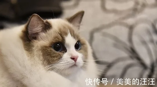 布偶猫为什么不能养，布偶猫只认一个主人吗