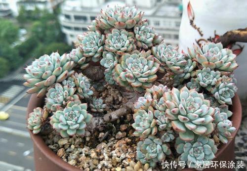 蓝姬莲|养棵多肉蓝姬莲,块头大长势旺,还很容易爆盆,适合新手