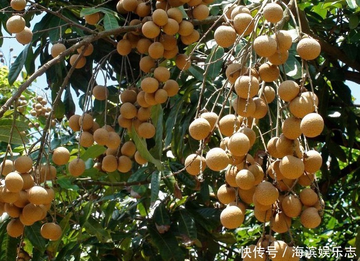 桂圓|夏天多吃此水果,能補血安神、益腦養心,早知早受益