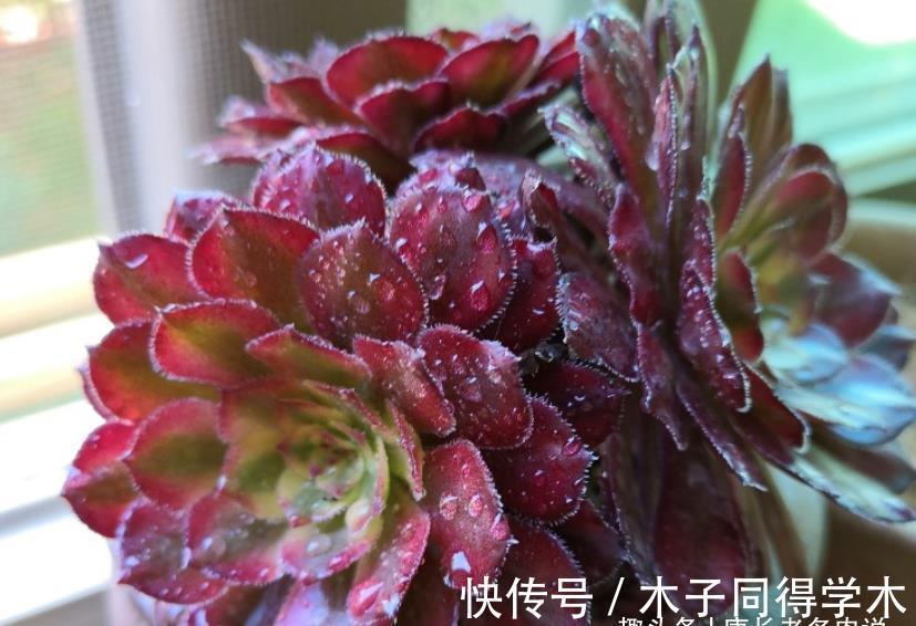 秋天|室内养的多肉立秋后改为露养,注意此5点,以免挂在秋天的门槛上