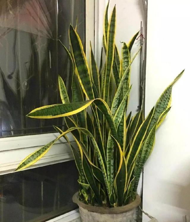 5种“耐阴花”,养在北阳台上不见光,开花也很爆