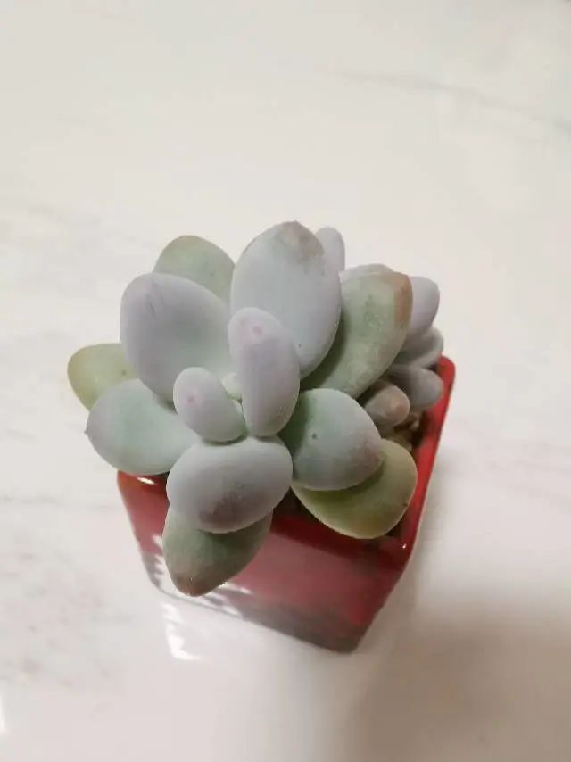 养成一个爱好的重要性和一个养肉人的日常！