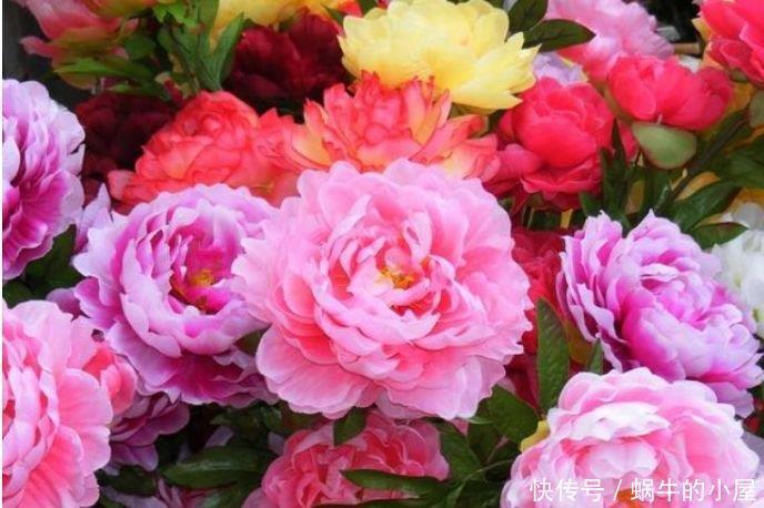 花开富贵|这几款花卉养在家里，净化空气，去除异味，还香飘满屋，心情好！