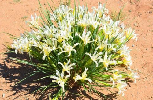 “马兰花马兰花，风吹雨打都不怕”，童谣马兰花究竟是什么花？