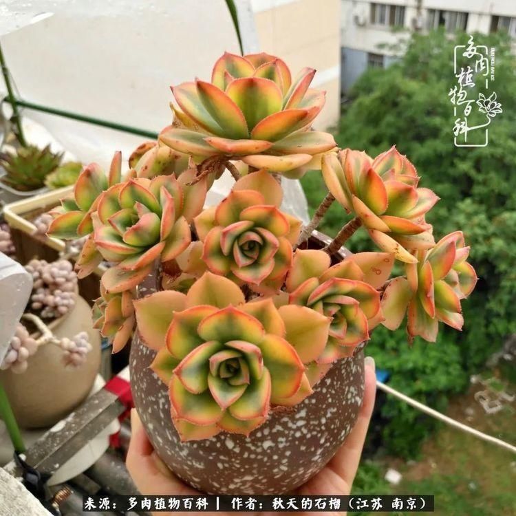 渡劫归来的肉肉,谁是谁的前世,谁又成了谁的今生