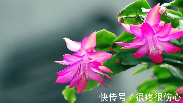 蟹爪兰花谢之后如何养护,分享我的施肥方法