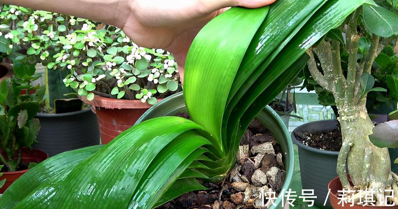 5种花空气再“干燥”,也别喷水,会黄叶、烂叶、掉花苞