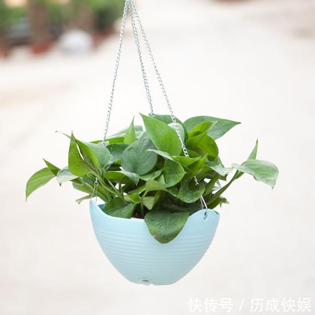 花旺财|家中养花不要瞎眼!这6种花旺财又养人,而这2种花是大忌!