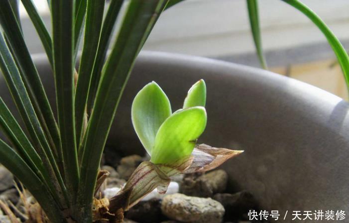 光照|家中的兰花盆栽多年不开花,究其原因,不过是这3点没做好罢了