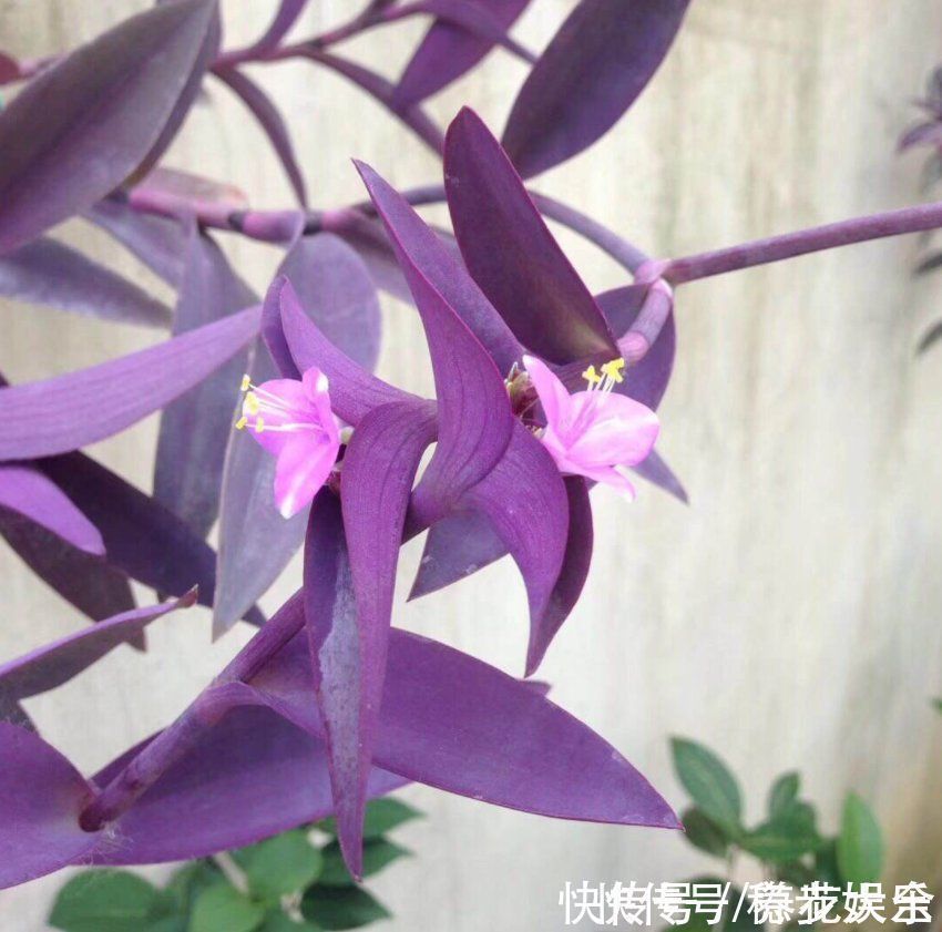 阳台上|紫竹梅紫得高贵,忽略一件事,叶子变成“丑陋绿”,太难看