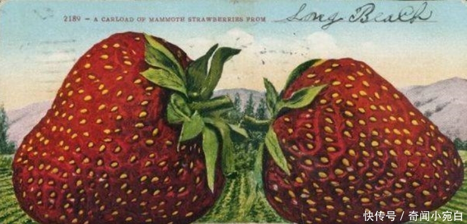 鸡比牛大|百年前美国“浮夸风”的照片:一列火车运一颗土豆,图5鸡比牛大