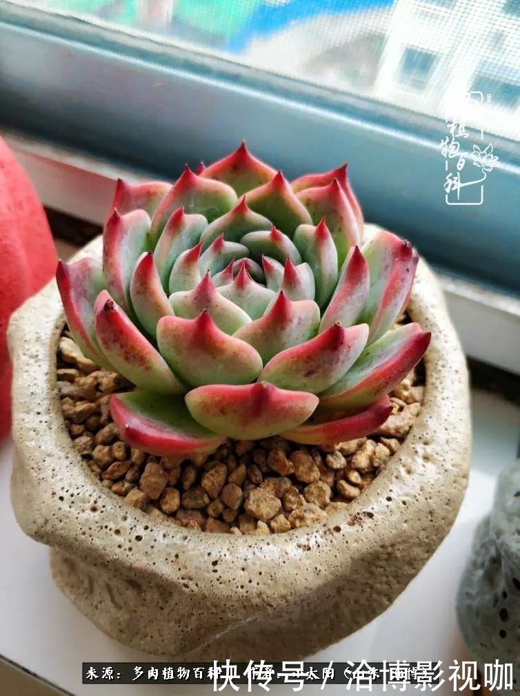 小苗|脱坑一年,最后发现自己生活里始终离不开多肉!