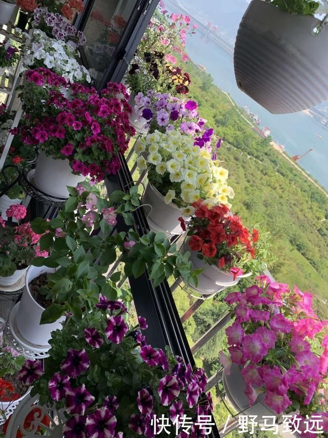 家里花草容易“干尖”4个原因要知道,用3个方法能预防