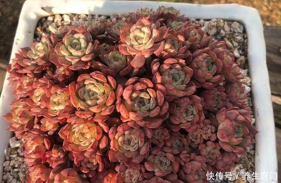 常年养殖多肉植物,你知道都有哪些“忌讳”吗!