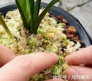 盆土干的太快弄点东西放上，好多天不用浇水！