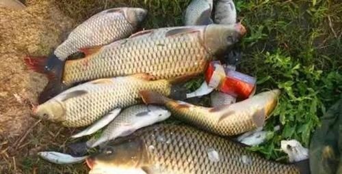 钓鱼10多年，才知道这些东西是饵料偏方，制作简单，效果惊人！