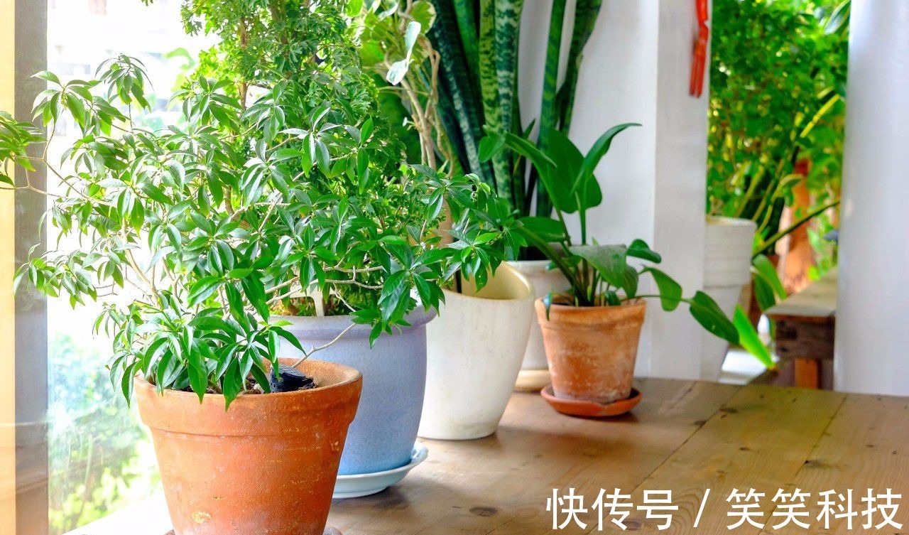 盆栽|养花10多年总结的室内养花技巧,让新手也能养好花,避免叶黄