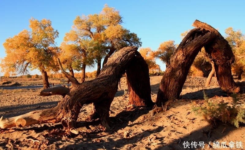 大漠秘境探险之路