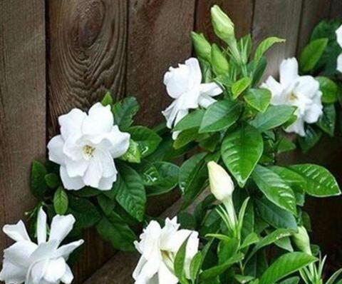 李大姐养栀子花，盆里埋上“5两它”，叶子油绿，一次开60朵大花