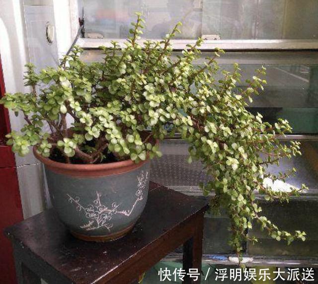 植物|夏季养不好绿萝,不如养“2种树”,平时只浇水,长成盆景,美!