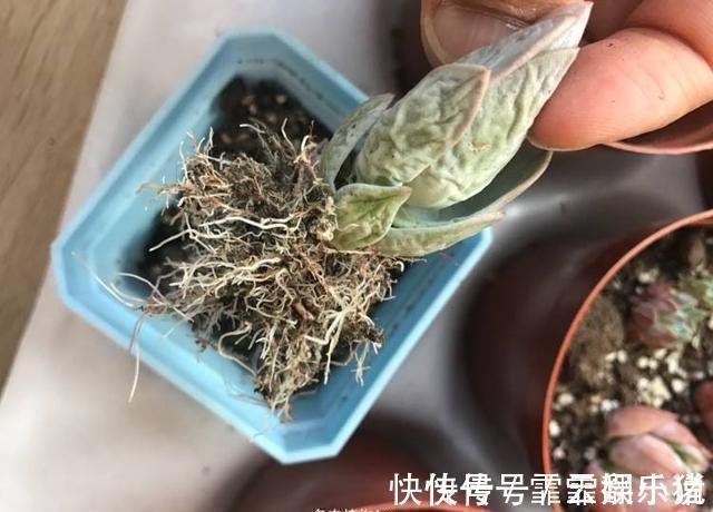 多肉|多肉植物越长越瘦是你不会捣鼓,教你4招,个个胖鼓鼓