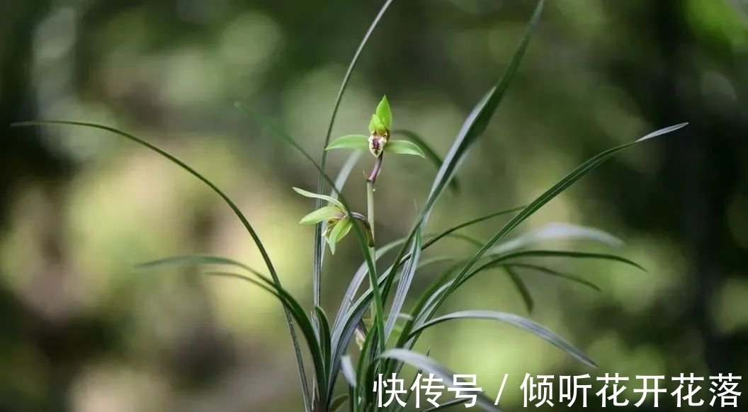 尿素在养兰花时,究竟有什么作用及用途