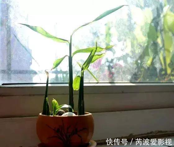 厨房里这9种菜根不要扔，泡水就能活，比绿萝好看多了！