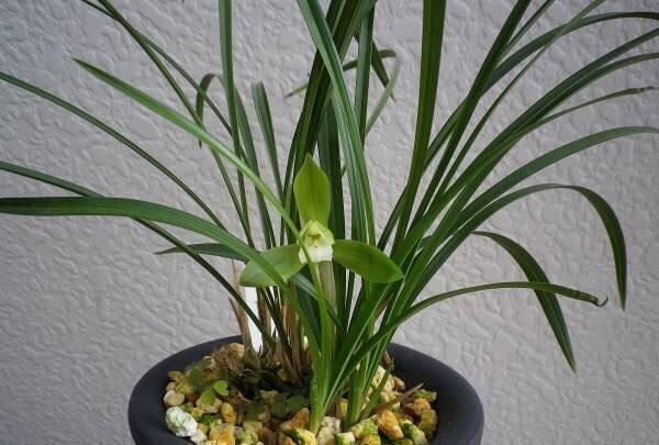 家中“光照不足”,就养5种花,一盆比一盆茂盛漂亮,花美叶也美