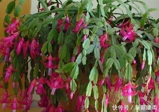  婆婆给家里的蟹爪兰剪两下，花开的看不见叶子，家人看傻眼