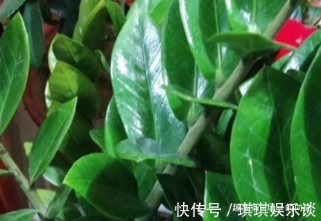 有钱人家都养这几种花，招财纳福，怪不得那么有钱，看着都心动