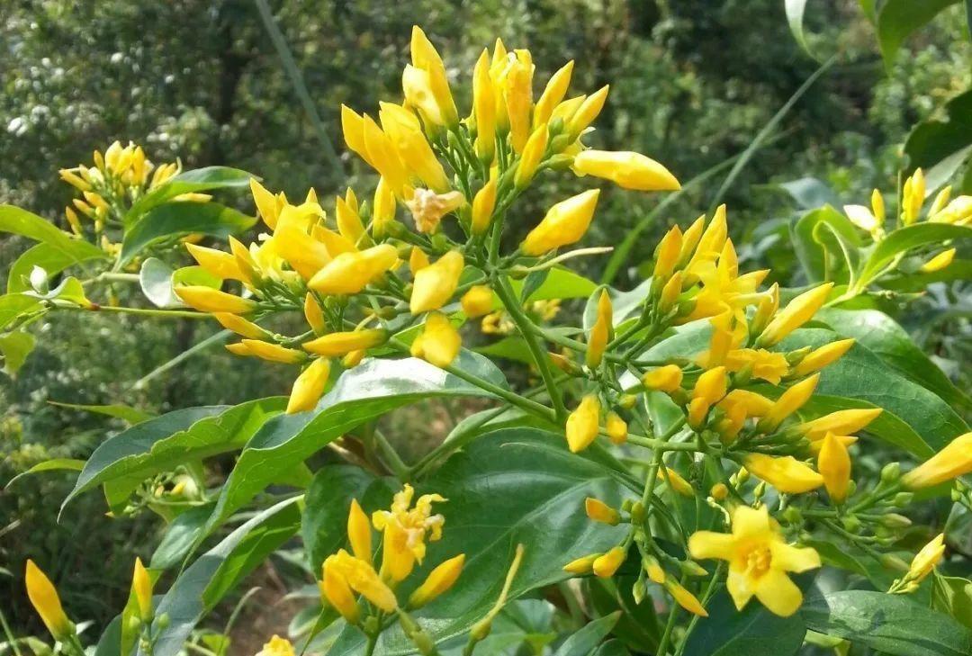 胡蔓藤|农村野草“猪人参”,花朵很像金银花,但有剧毒不能吃只能喂猪