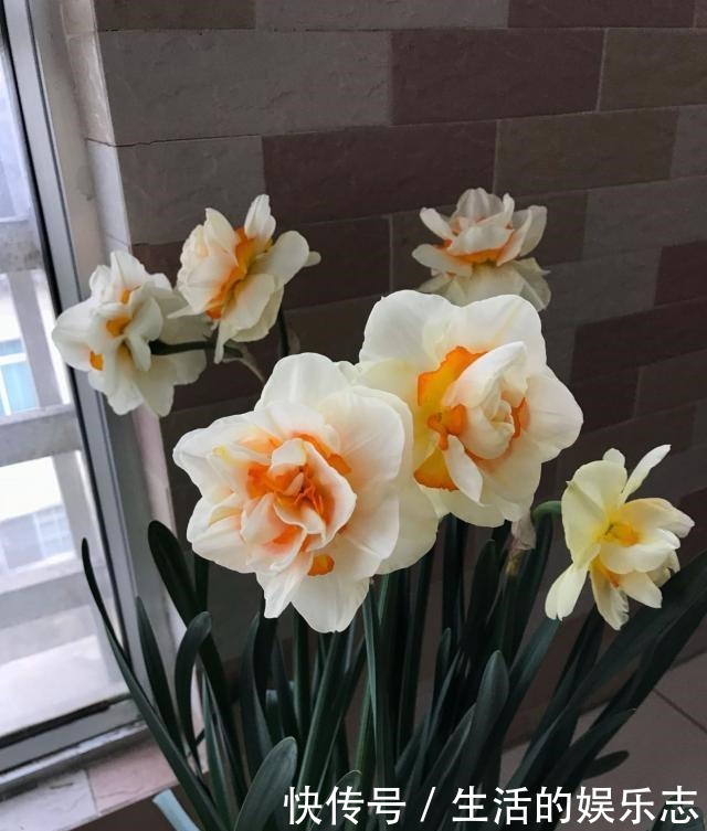 此花适合冬天养,埋土里就能活,开花早,花香浓,室内盆栽也可以!