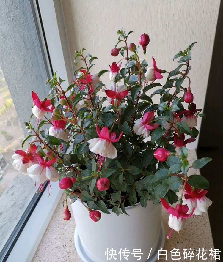 喜欢三角梅,优选“珍品”柠檬黄三角梅,开花爆盆,金光灿灿!