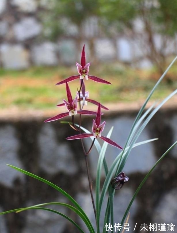 正在消失的稀有兰花,古香古色,兰香浓郁,不养一定会后悔