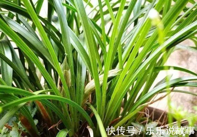 兰花养不好,主要是这5个原因,做好这几点,叶片葱绿花苞多
