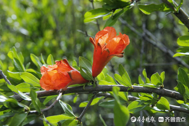 齐鲁|花开齐鲁｜美！泰山彩石溪绿叶成荫花满枝，“榴”光溢彩别样红