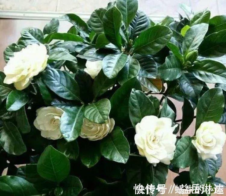 栀子花|4种花不怕冷不怕热，好养又漂亮，养家里，1盆顶5盆