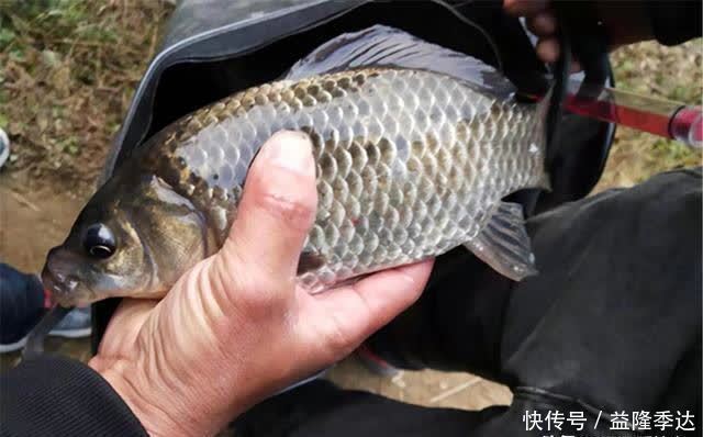 仲春钓鲫鱼,没有这些素饵搞不定的大鲫鱼,如果有,那就换一种